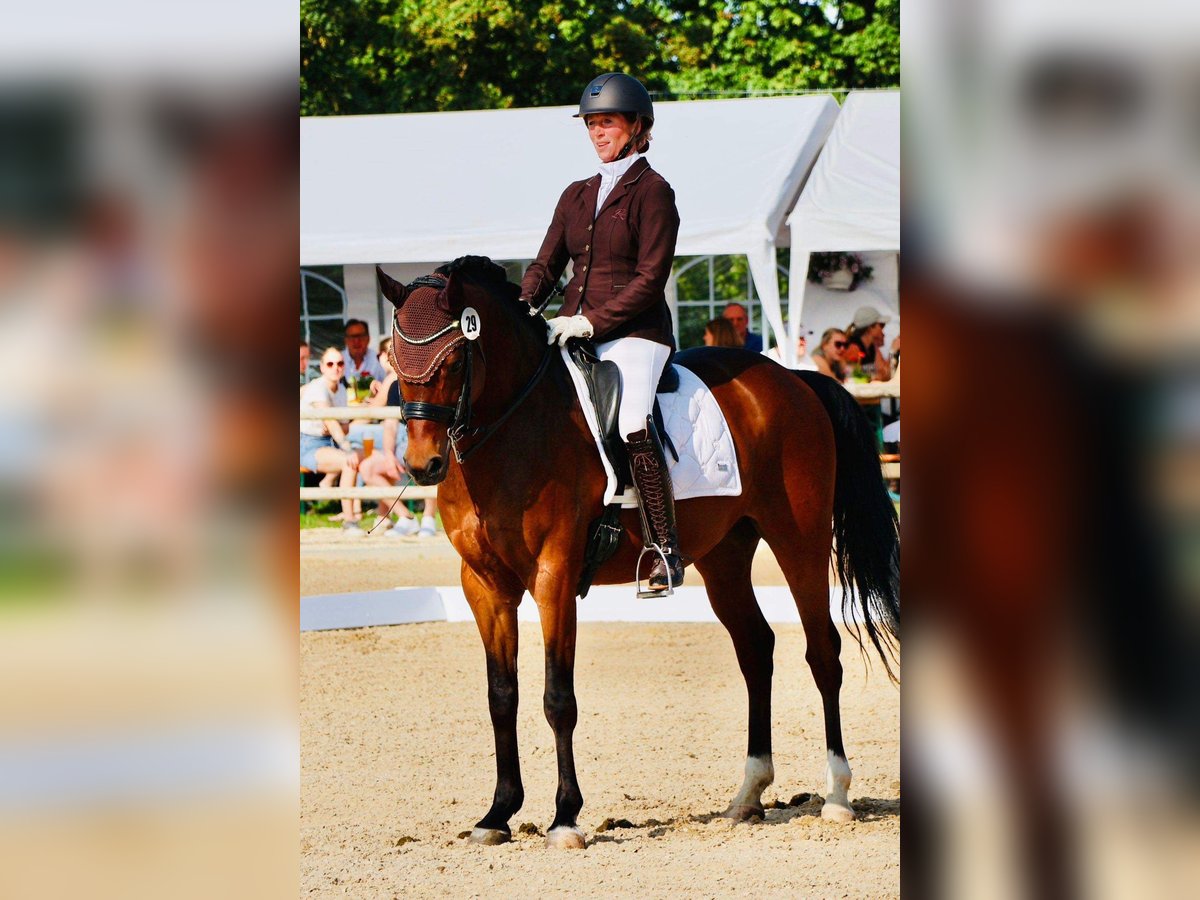 Poney de selle allemand Hongre 10 Ans 148 cm Bai in Filderstadt