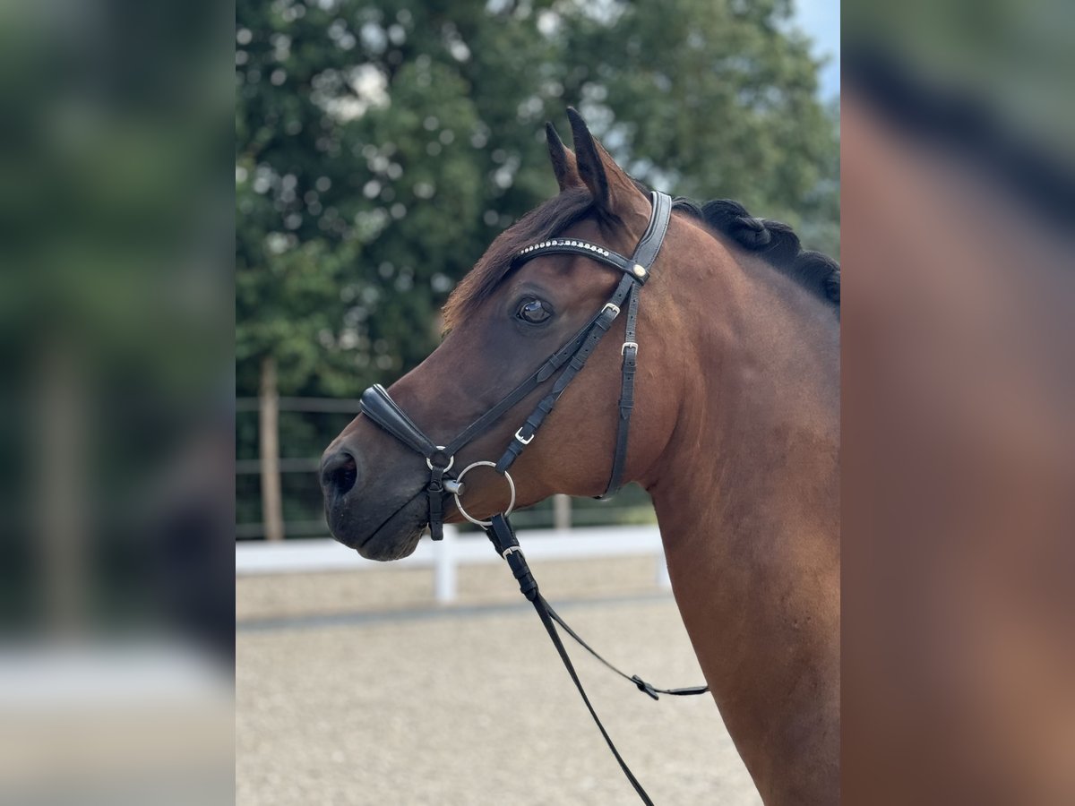 Poney de selle allemand Hongre 10 Ans 149 cm Bai in Hülben