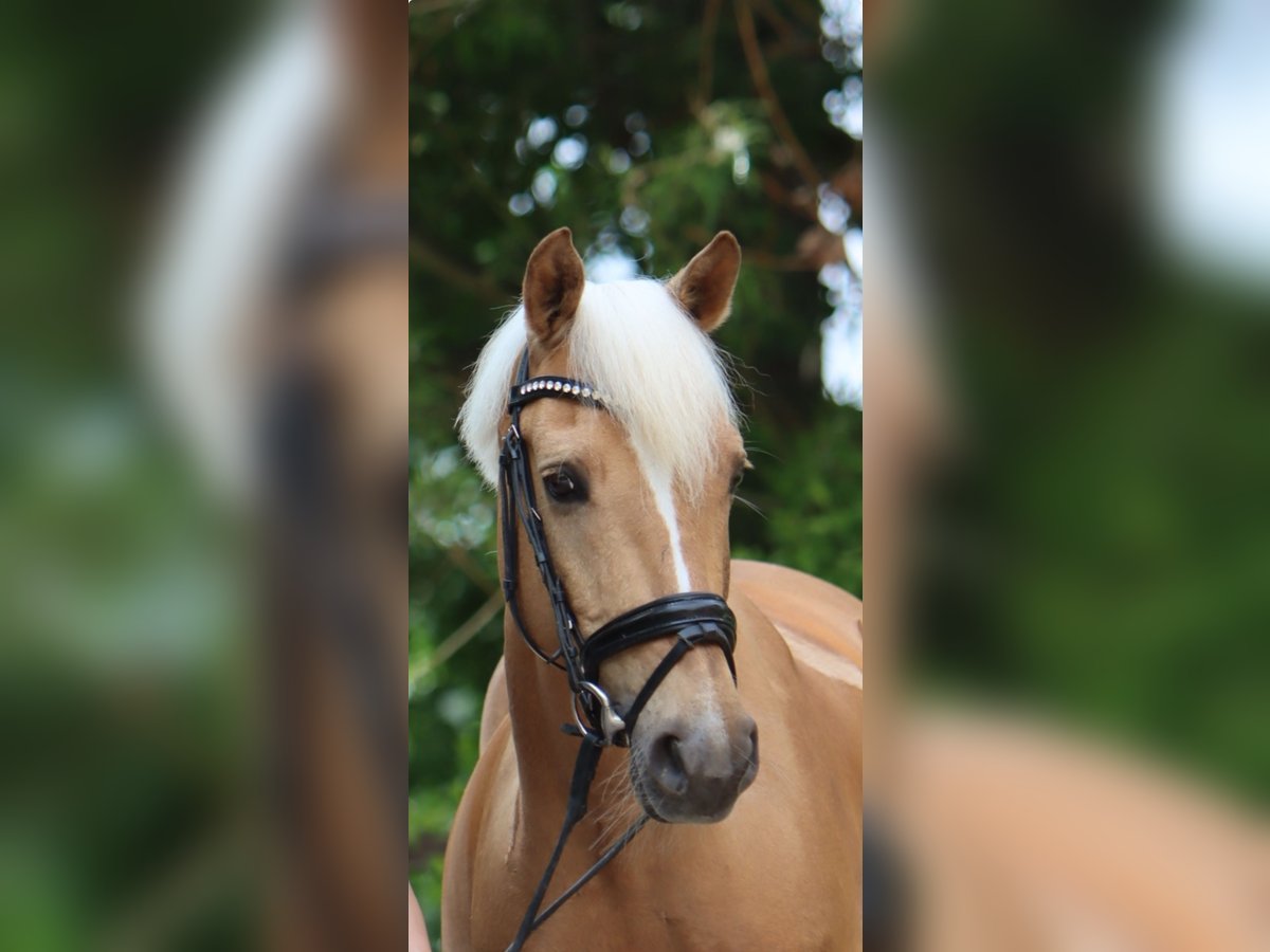 Poney de selle allemand Hongre 11 Ans 145 cm Palomino in Münster