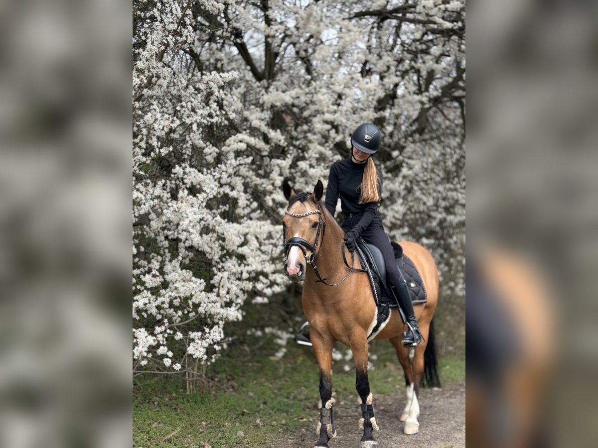 Poney de selle allemand Hongre 12 Ans 142 cm Isabelle in Velké Přílepy