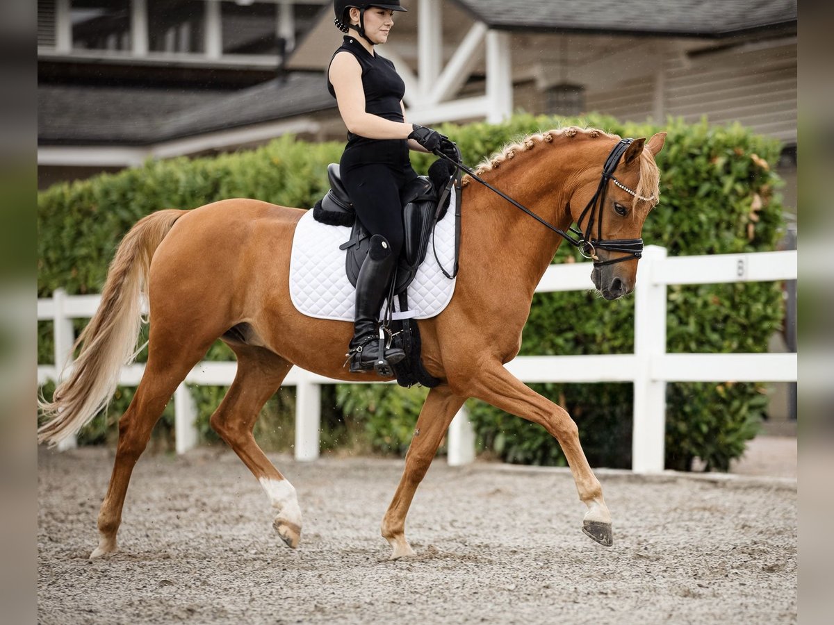 Poney de selle allemand Hongre 12 Ans 148 cm Alezan in Bad Nauheim