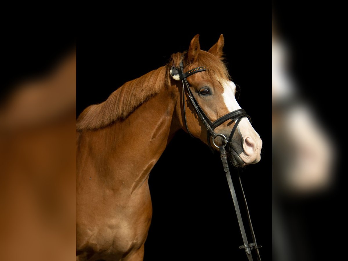 Poney de selle allemand Croisé Hongre 12 Ans Alezan in Münster