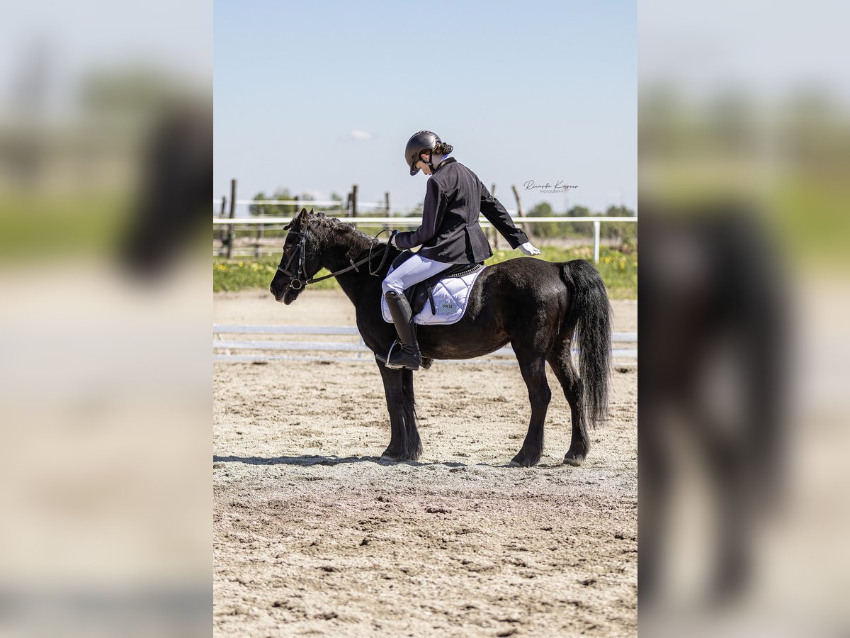 Poney de selle allemand Hongre 13 Ans 135 cm Noir in Kottingbrunn