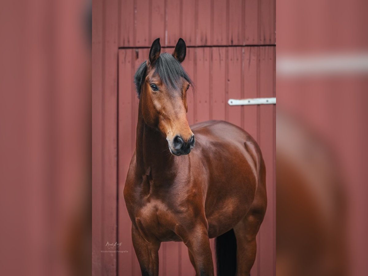 Poney de selle allemand Hongre 13 Ans 157 cm Bai in Fulda
