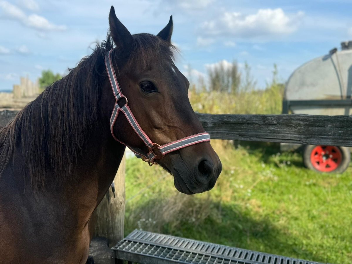 Poney de selle allemand Hongre 14 Ans 133 cm Bai brun in Rohrbach - Ossenzhausen