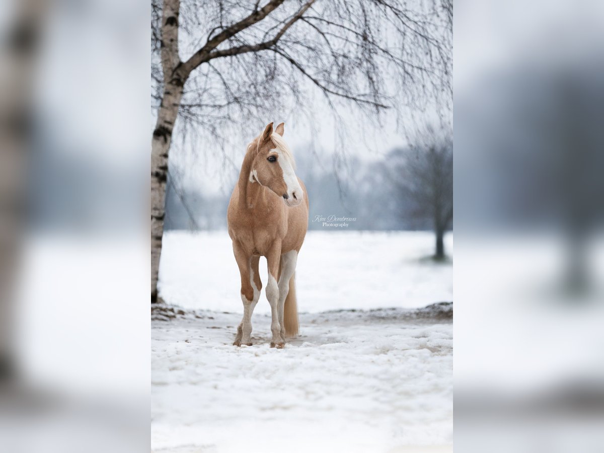 Poney de selle allemand Croisé Hongre 14 Ans 143 cm Palomino in M&#xFC;lheim an der Ruhr