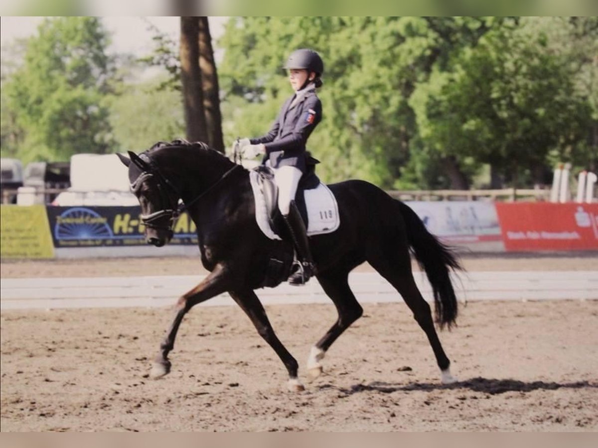 Poney de selle allemand Hongre 14 Ans 146 cm Noir in Ganderkesee