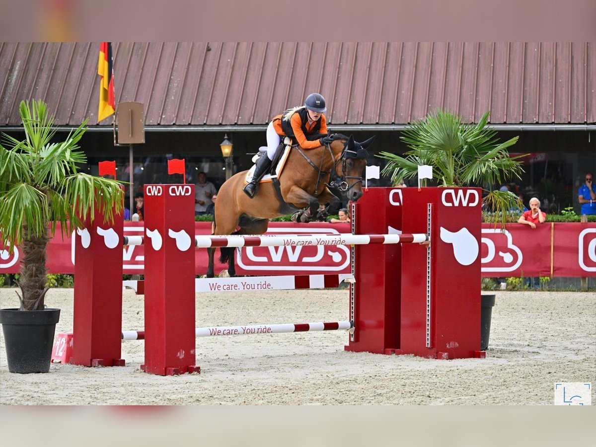 Poney de selle allemand Hongre 14 Ans 148 cm Bai in Ede