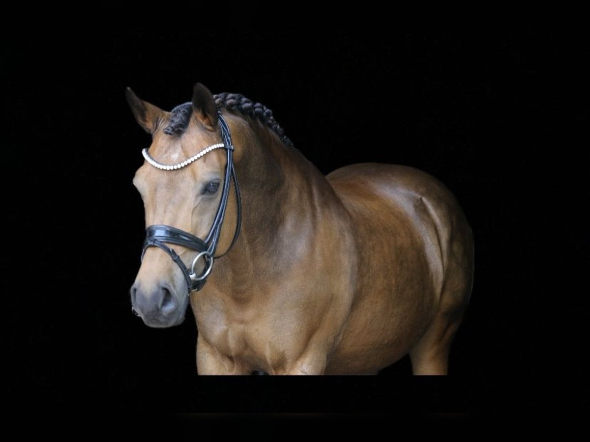 Poney de selle allemand Hongre 14 Ans 148 cm Isabelle in Recke, bei Osnabrück