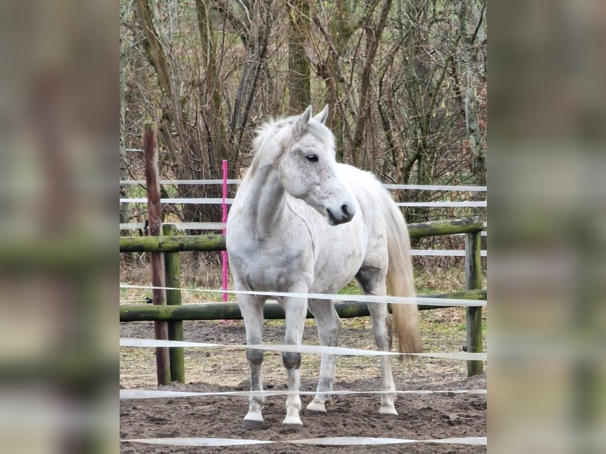 Poney de selle allemand Hongre 14 Ans 152 cm Gris moucheté in Schwanewede