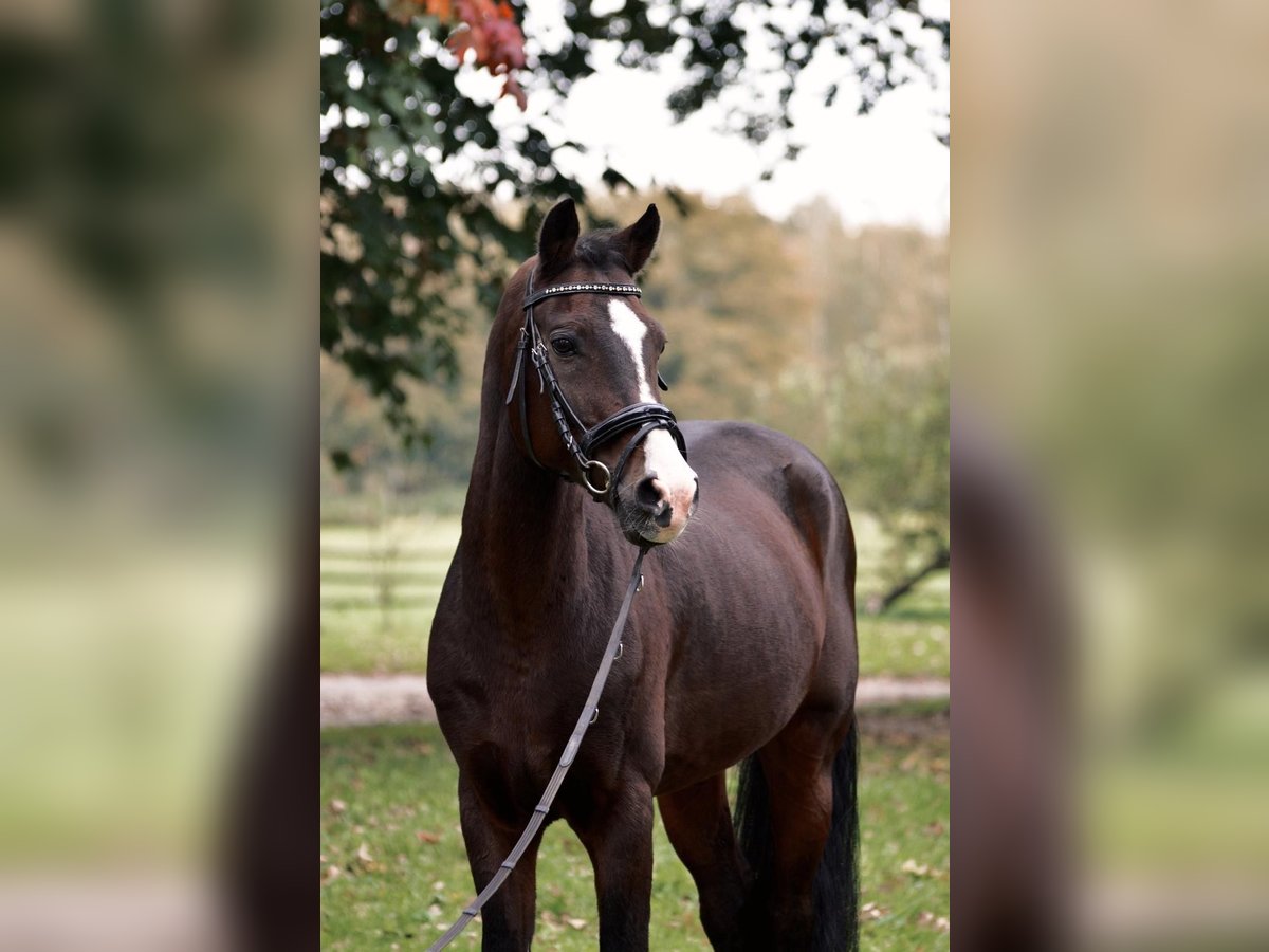 Poney de selle allemand Hongre 15 Ans 146 cm Bai brun in Dülmen