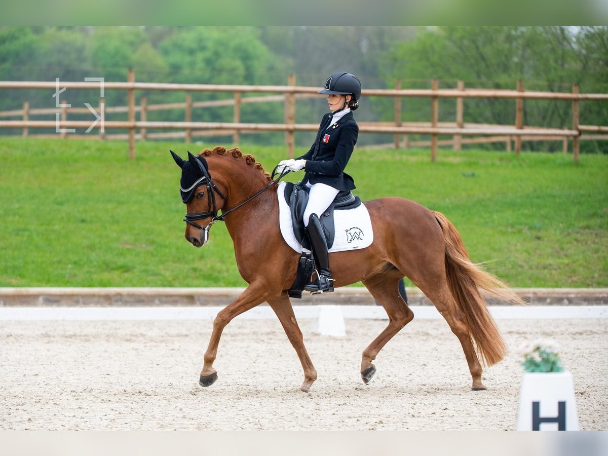 Poney de selle allemand Hongre 15 Ans 148 cm Alezan in Malans GR