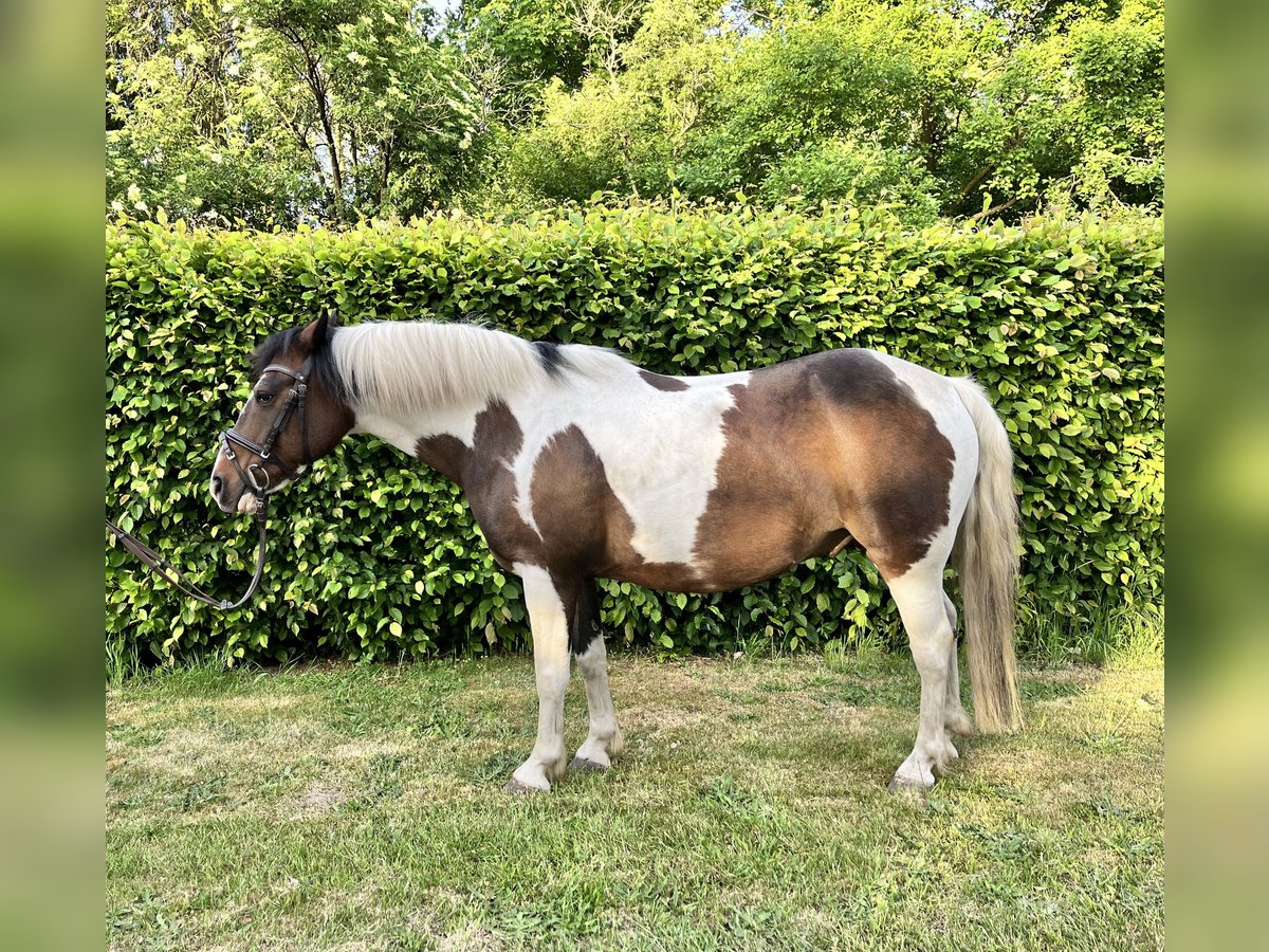 Poney de selle allemand Croisé Hongre 15 Ans 148 cm Gris (bai-dun) in Diepenau