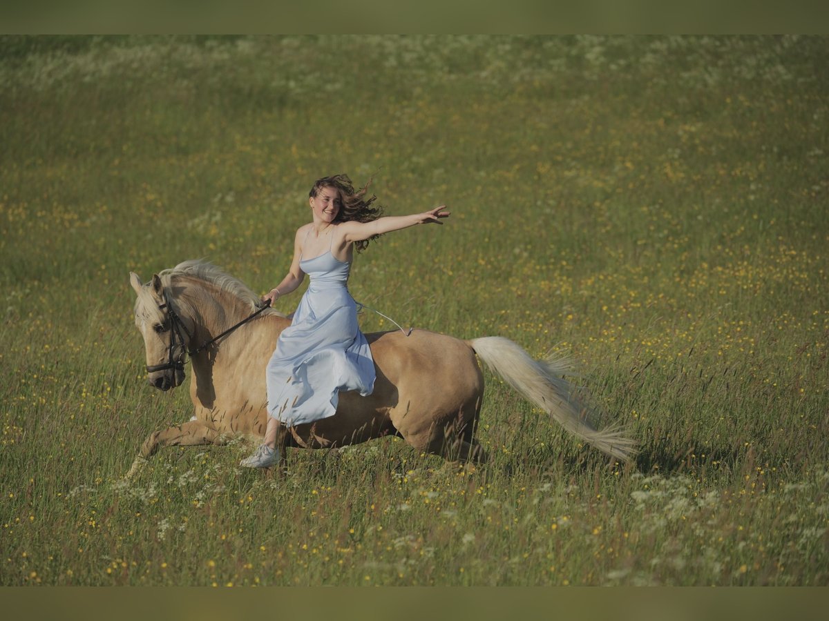 Poney de selle allemand Hongre 15 Ans 148 cm Palomino in Vechta