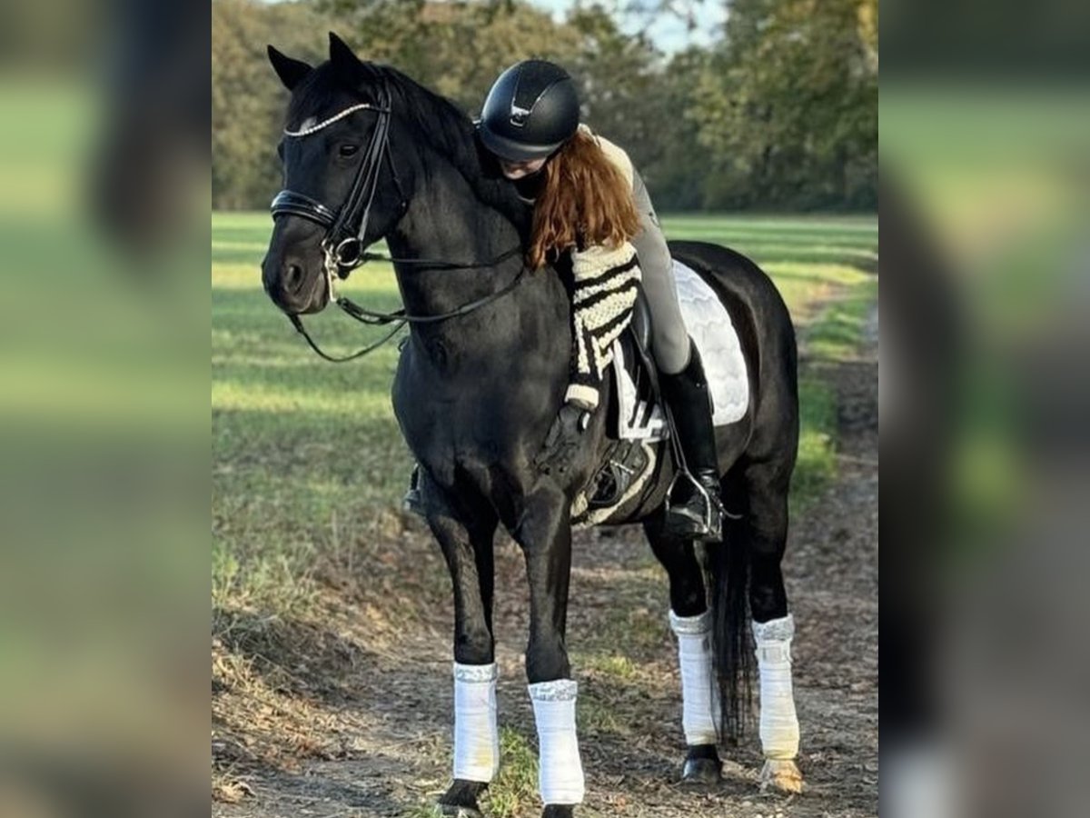 Poney de selle allemand Hongre 17 Ans 148 cm Noir in Herten