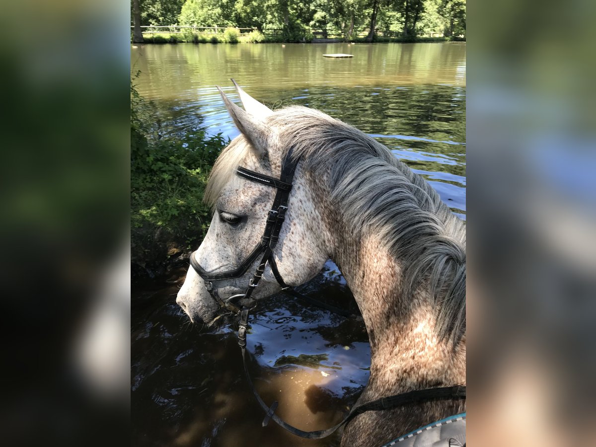 Poney de selle allemand Hongre 17 Ans 151 cm Gris moucheté in Visselh&#xF6;vede