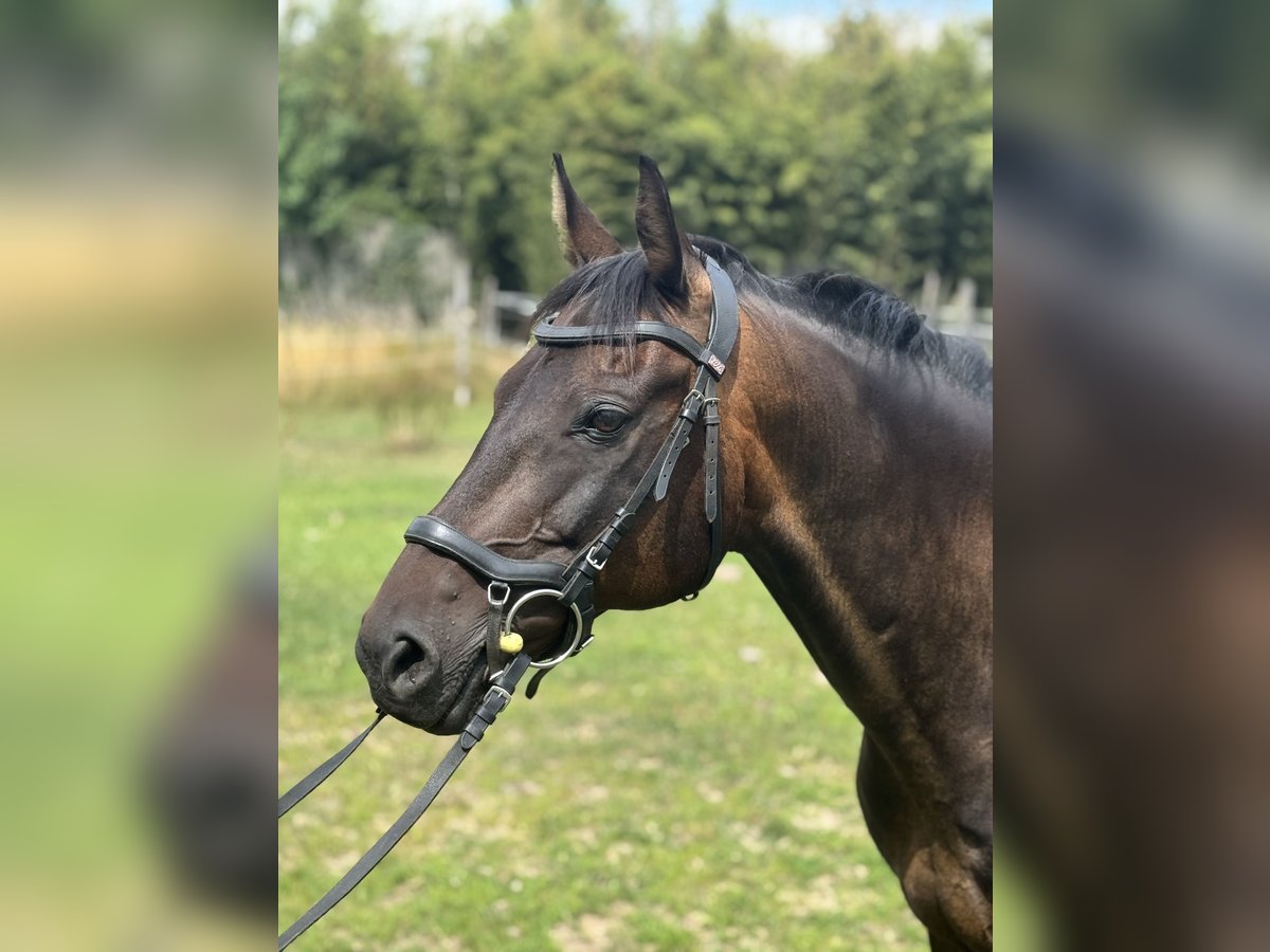 Poney de selle allemand Hongre 18 Ans 148 cm Bai in WedemarkWedemark Poney de selle allemand Hongre 18 Ans 148 cm Bai in WedemarkWedemark