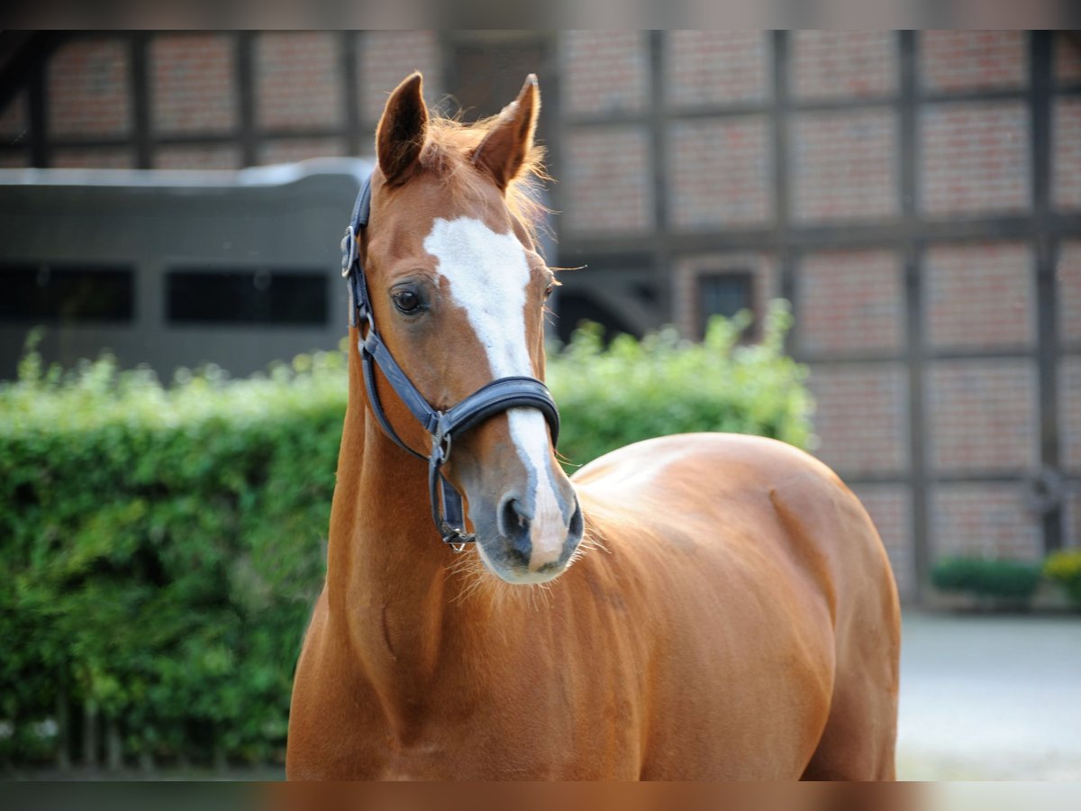 Poney de selle allemand Hongre 19 Ans 148 cm Alezan in Lähden