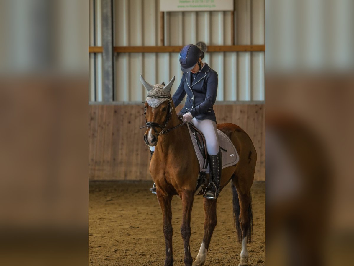 Poney de selle allemand Hongre 19 Ans 152 cm Bai brun in Iserlohn