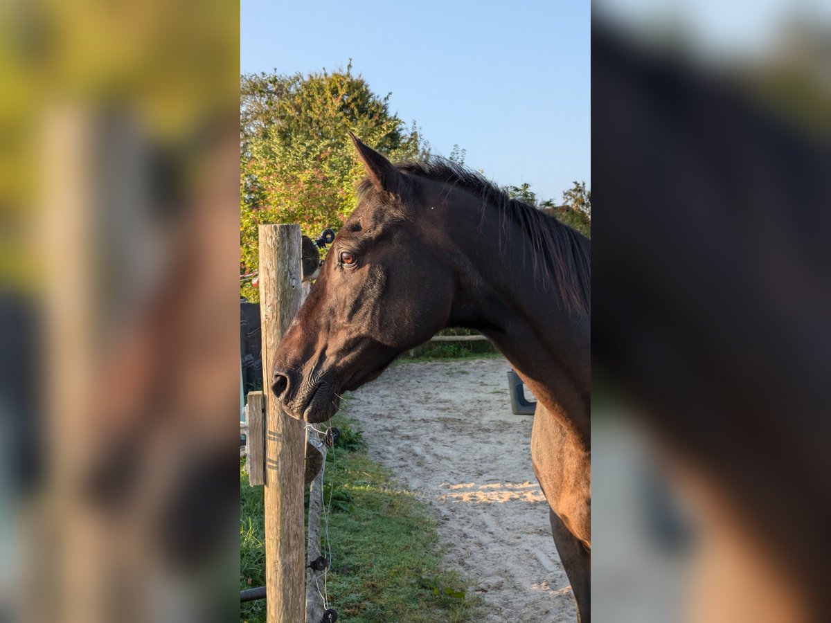 Poney de selle allemand Hongre 24 Ans 145 cm Bai brun in Hummelfeld