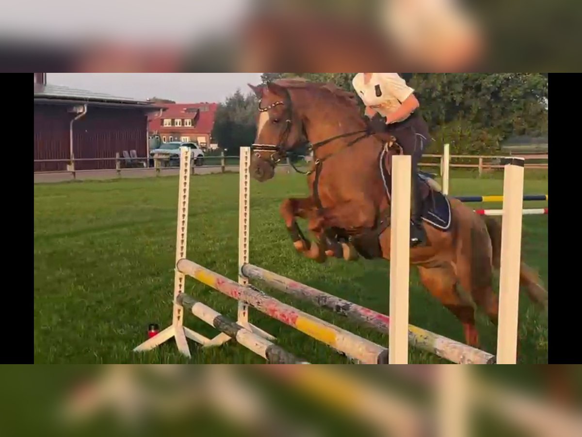 Poney de selle allemand Hongre 25 Ans Alezan brûlé in Nordwalde