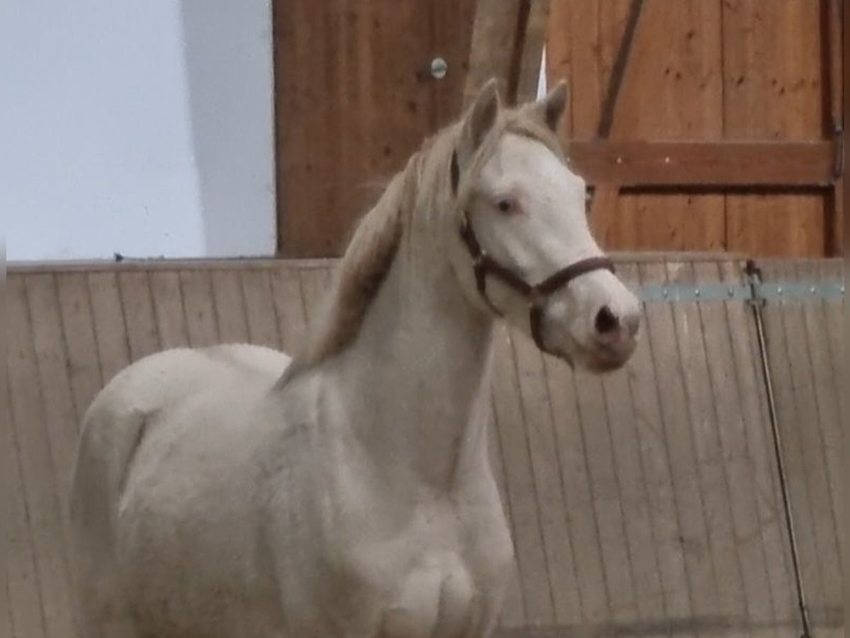 Poney de selle allemand Hongre 2 Ans 140 cm Perlino in Rehburg-Loccum Münchehagen