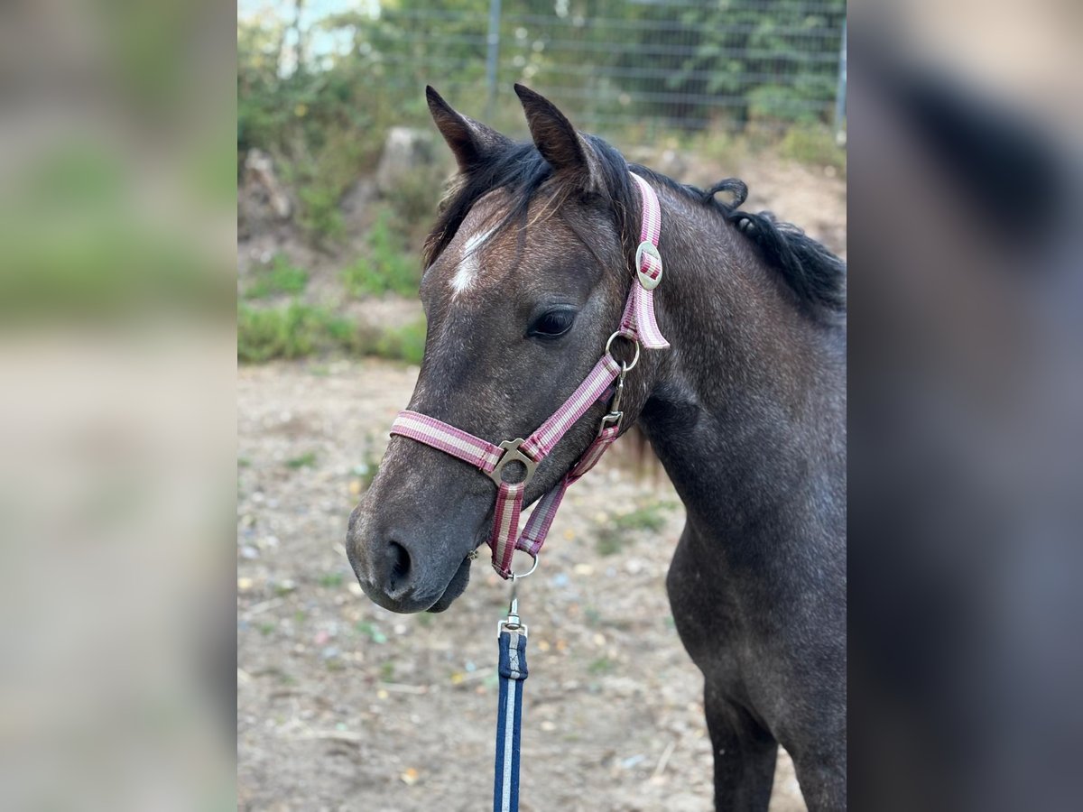 Poney de selle allemand Hongre 2 Ans 140 cm Peut devenir gris in Löcknitz