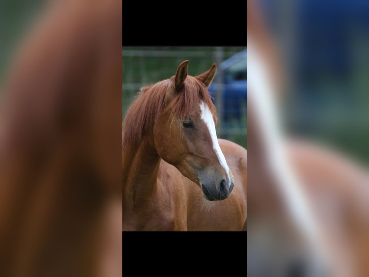 Poney de selle allemand Hongre 2 Ans 141 cm Alezan in Altheim (Alb)