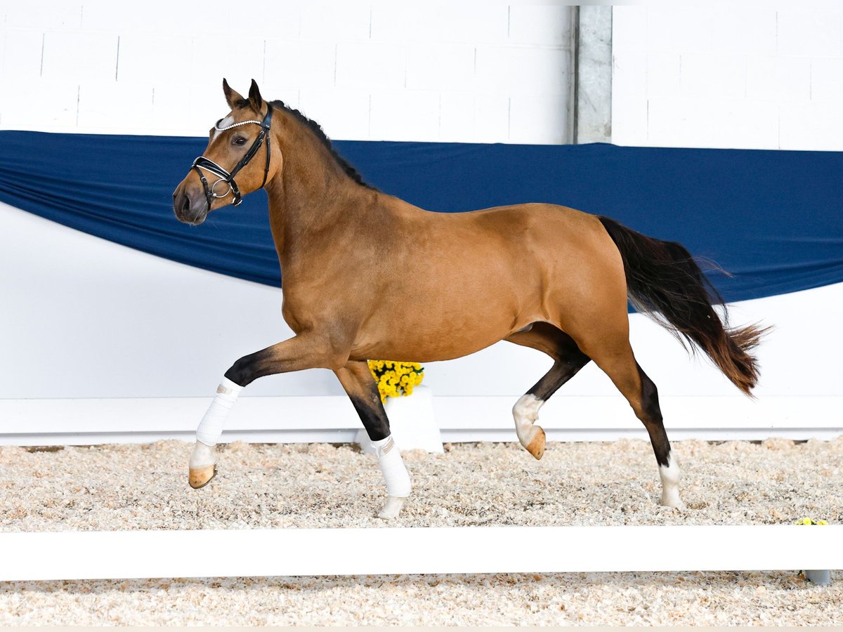 Poney de selle allemand Hongre 2 Ans 145 cm Isabelle in Marsberg