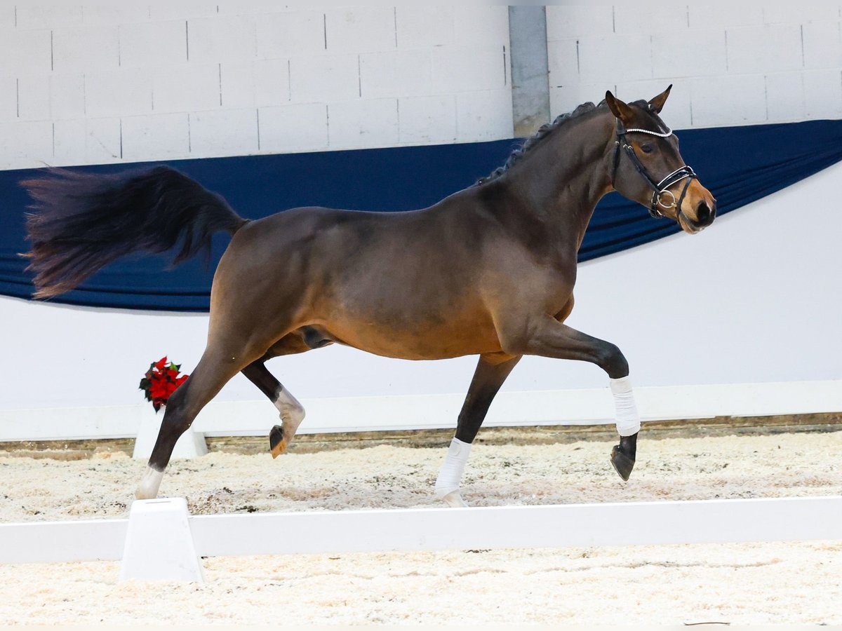 Poney de selle allemand Hongre 2 Ans 147 cm Bai in Marsberg