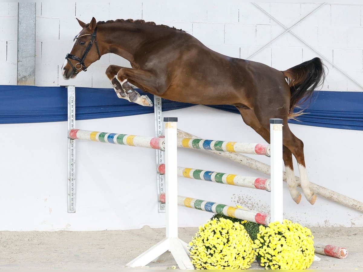Poney de selle allemand Hongre 2 Ans 149 cm Alezan in Marsberg