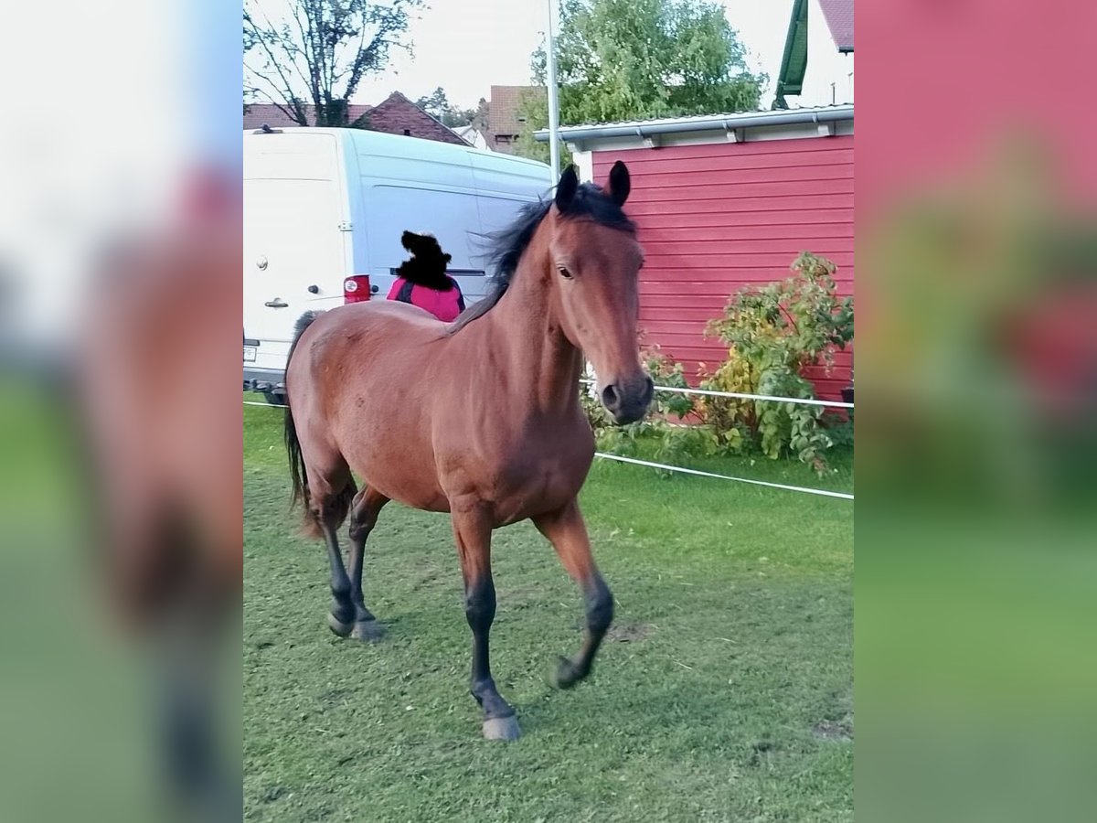 Poney de selle allemand Hongre 2 Ans 152 cm Bai in Obertrebra