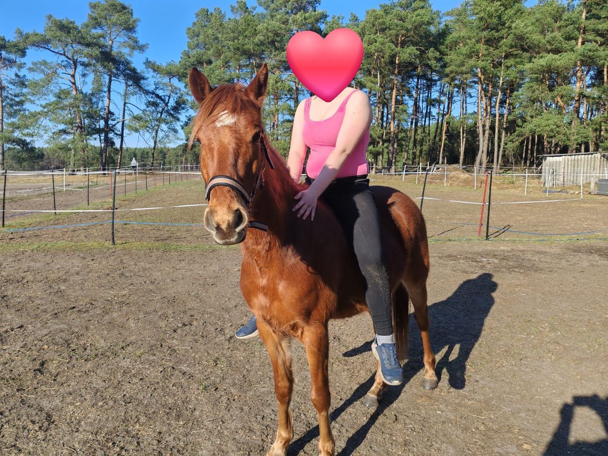 Poney de selle allemand Hongre 3 Ans 134 cm Alezan in Arendsee
