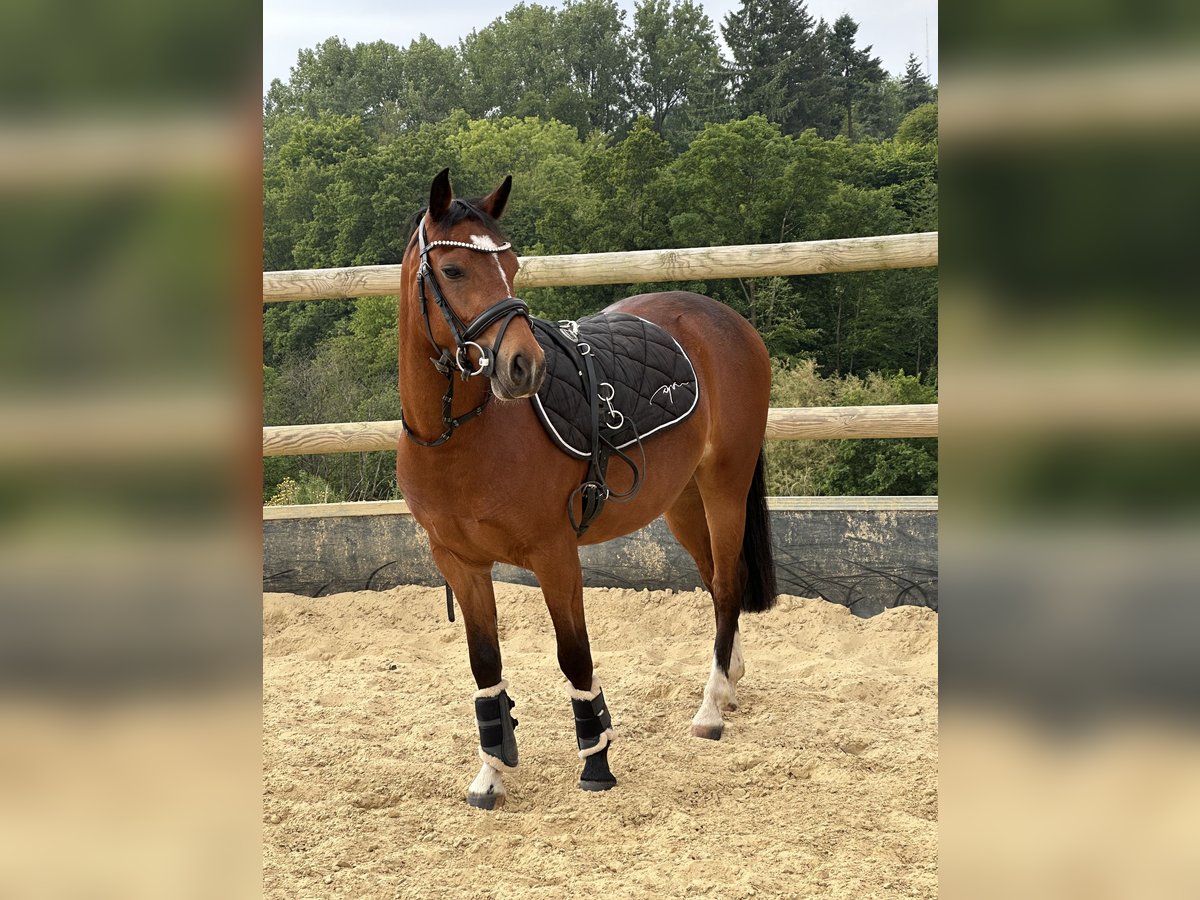 Poney de selle allemand Hongre 3 Ans 138 cm Bai in Bergisch Gladbach