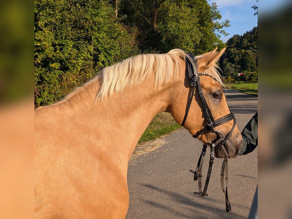 Poney de selle allemand Hongre 3 Ans 143 cm Palomino in Plech