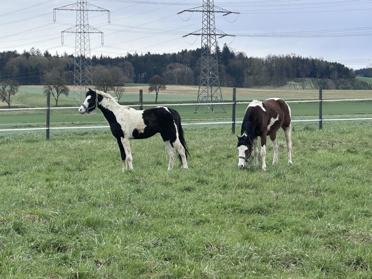 Poney de selle allemand Hongre 3 Ans 143 cm Pinto in Heinigstetten