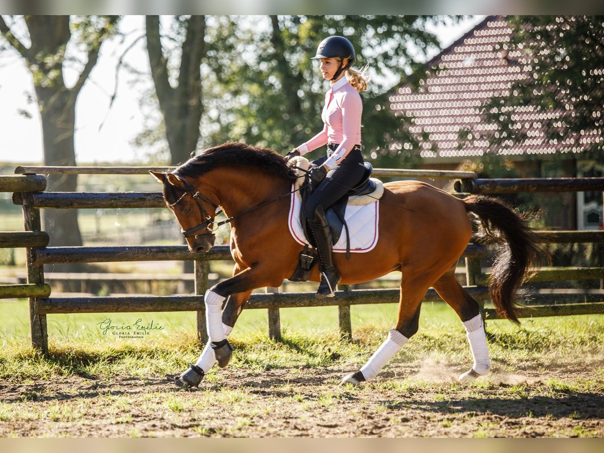 Poney de selle allemand Hongre 3 Ans 145 cm Bai in Engelbrechtsche Wildnis