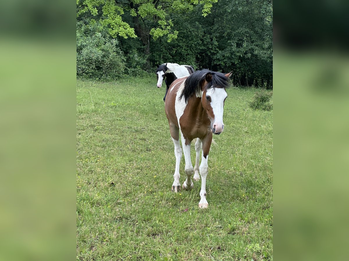 Poney de selle allemand Hongre 3 Ans 145 cm Pinto in Heinigstetten