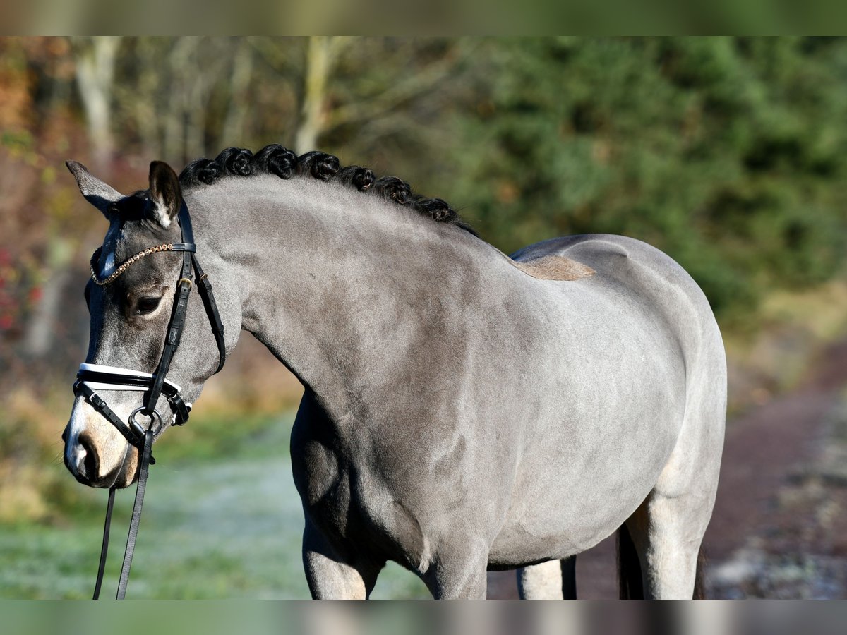 Poney de selle allemand Hongre 3 Ans 146 cm in Kamern