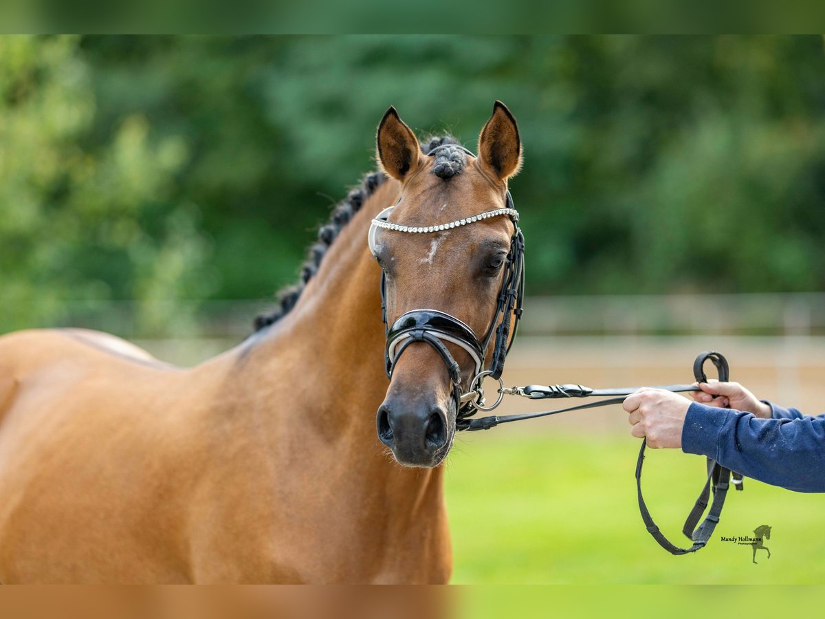 Poney de selle allemand Hongre 3 Ans 146 cm Isabelle in Wardenburg