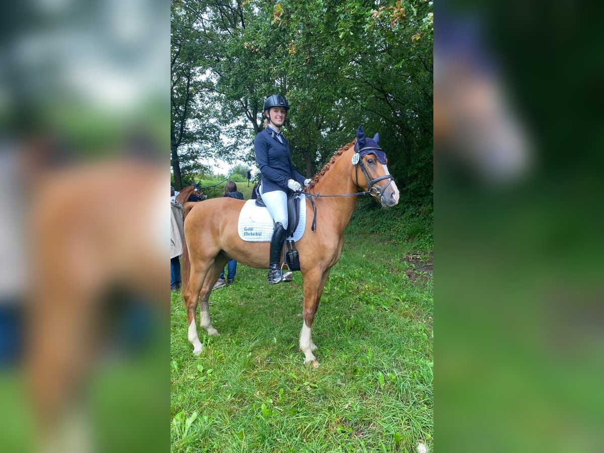 Poney de selle allemand Hongre 3 Ans 147 cm Alezan in Geboth