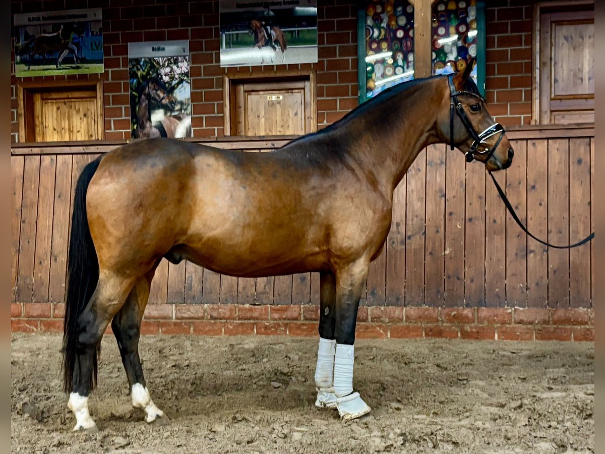 Poney de selle allemand Hongre 3 Ans 147 cm Bai in Siegen