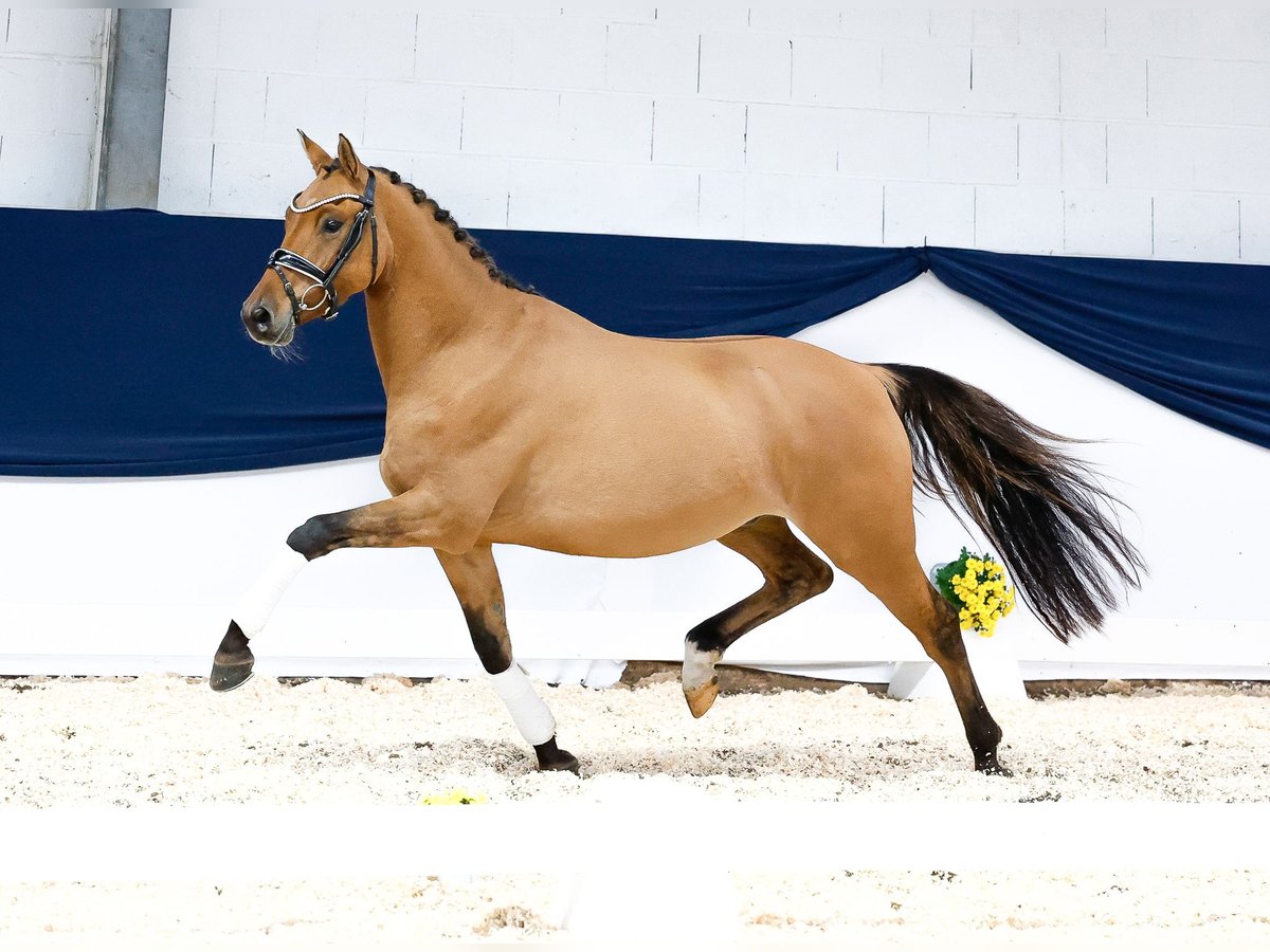 Poney de selle allemand Hongre 3 Ans 147 cm Isabelle in Marsberg