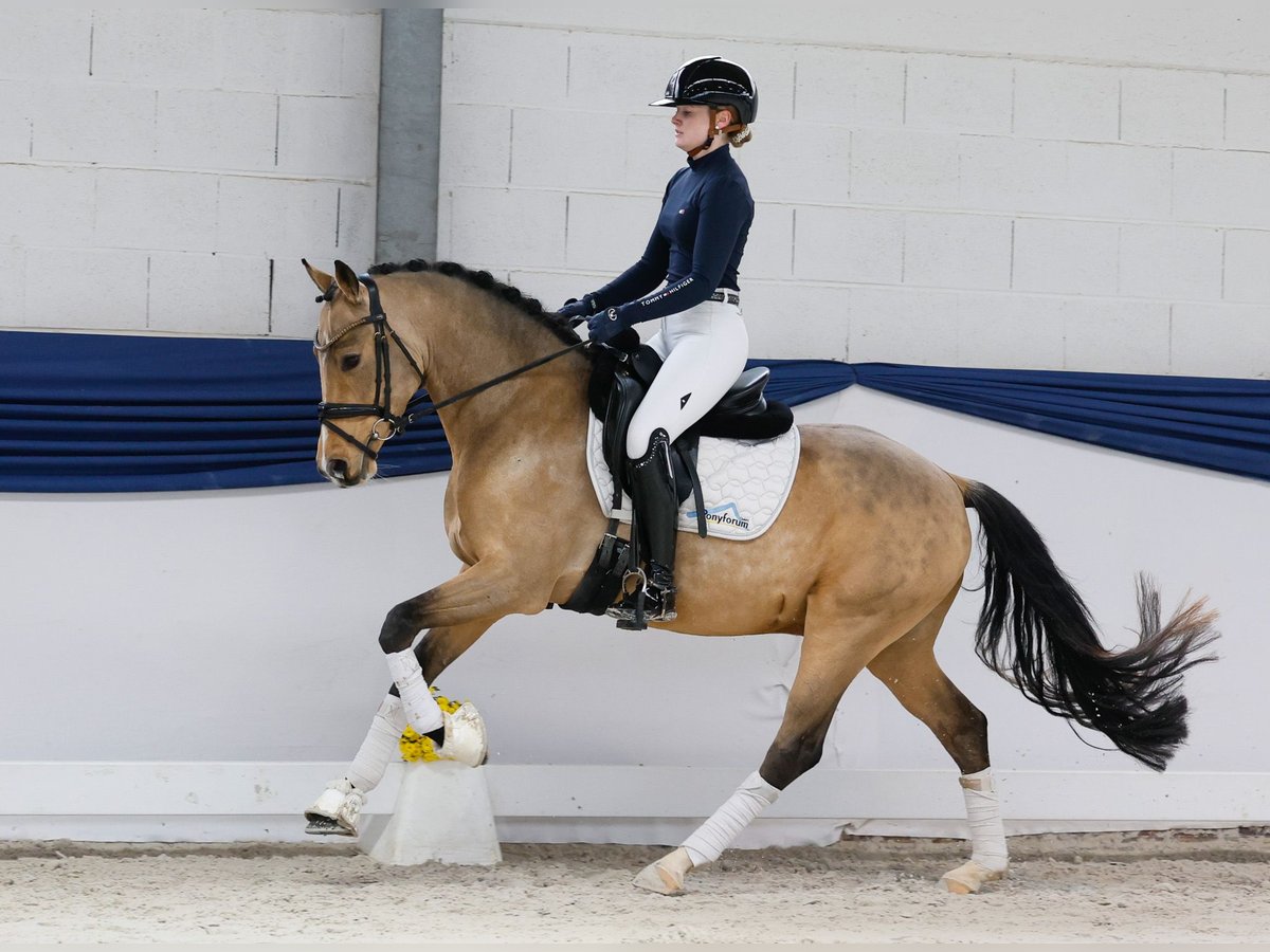 Poney de selle allemand Hongre 3 Ans 147 cm Isabelle in Marsberg Poney de selle allemand Hongre 3 Ans 147 cm Isabelle in Marsberg