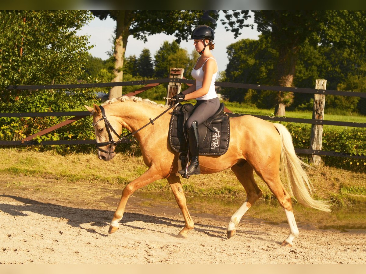 Poney de selle allemand Hongre 3 Ans 147 cm Palomino in Bad Zwischenahn