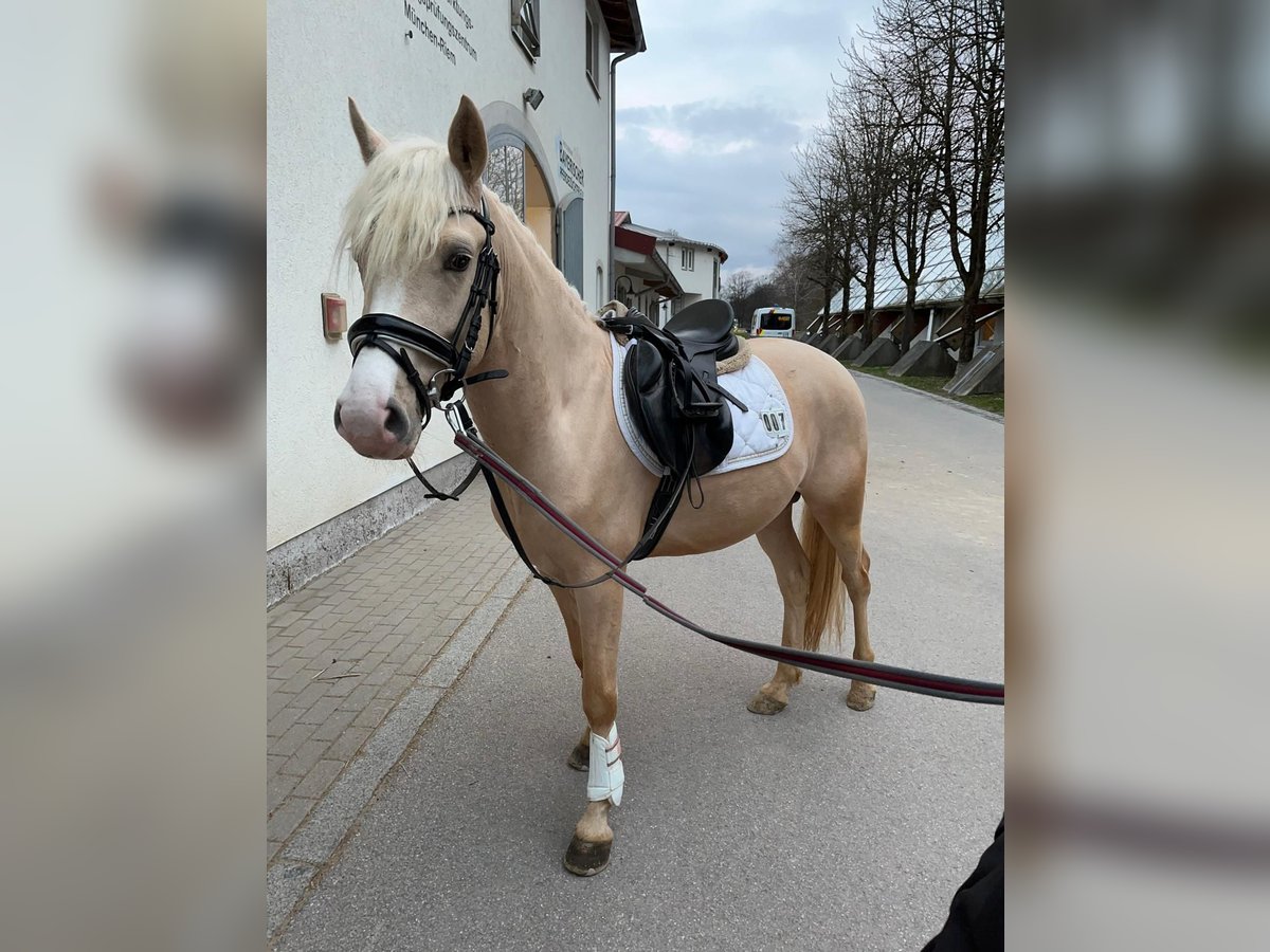 Poney de selle allemand Hongre 3 Ans 147 cm Palomino in H&#xF6;pfingen