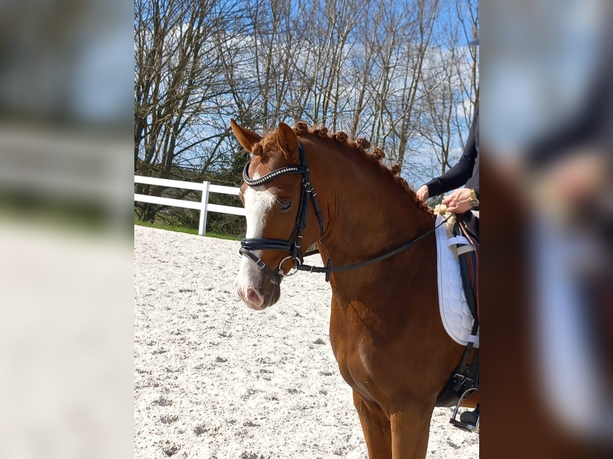 Poney de selle allemand Hongre 3 Ans 148 cm Alezan in Ilmenau