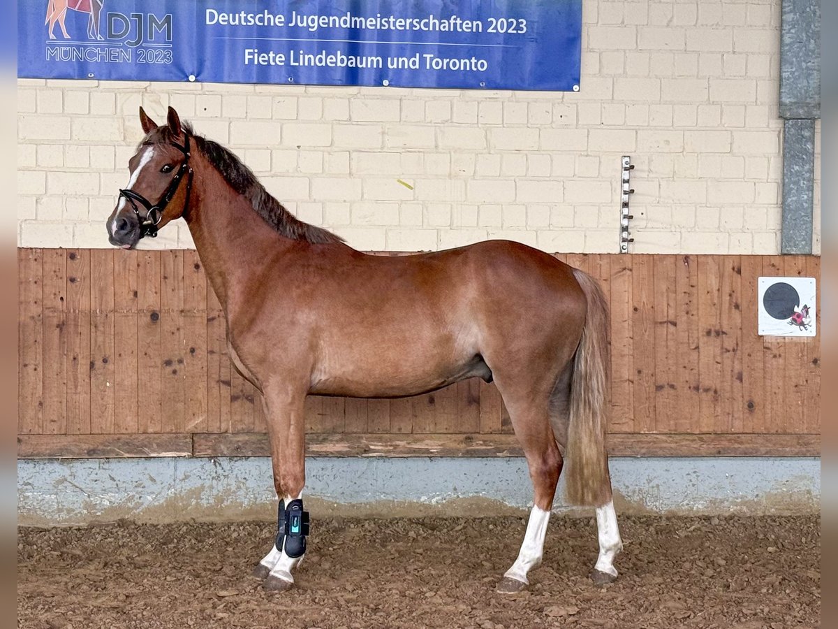 Poney de selle allemand Hongre 3 Ans 148 cm Alezan in Bad Bentheim