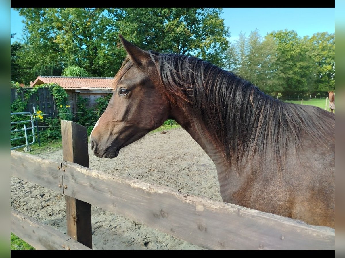 Poney de selle allemand Hongre 3 Ans 148 cm Bai brun foncé in Elmshorn