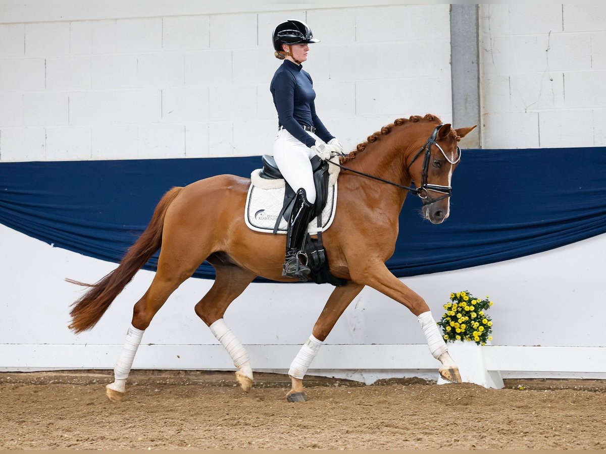 Poney de selle allemand Hongre 3 Ans 152 cm Alezan in Marsberg